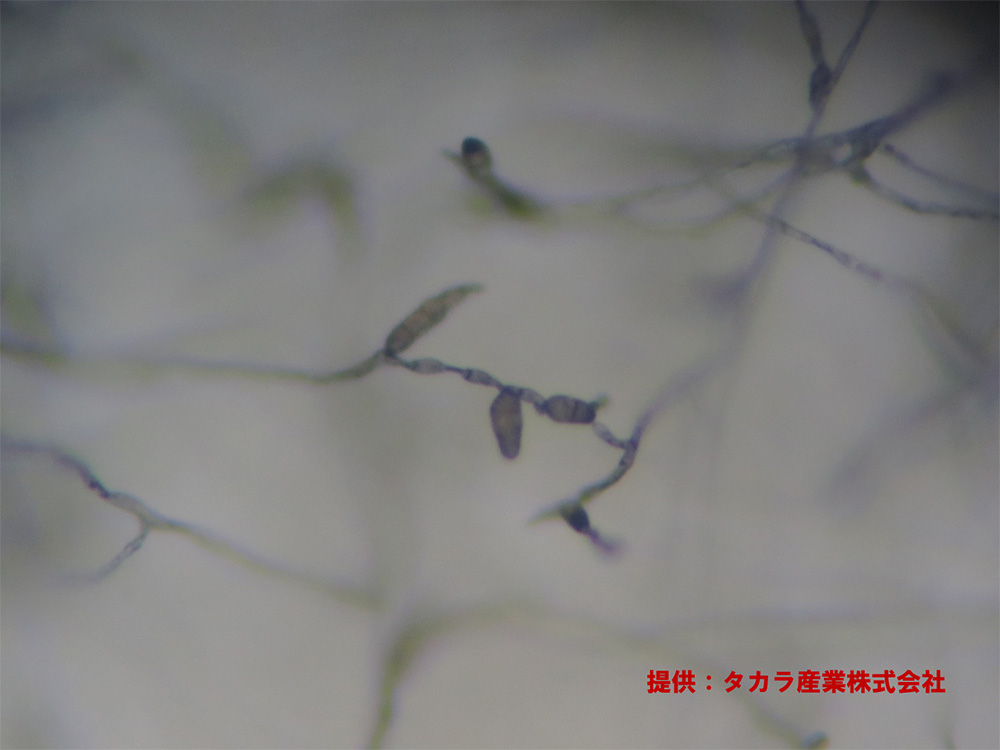 アルタナリア属